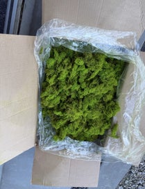 Listing 3 of 3 for Preserved Reindeer Moss