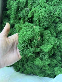 Listing 3 of 3 for Preserved Reindeer Moss