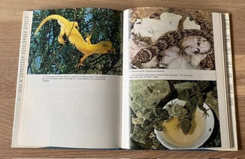Listing 5 of 5 for THE TUATARA LIZARDS AND FROGS OF NEW ZEALAND - SHARELL - RARE NZ COLLECTABLE