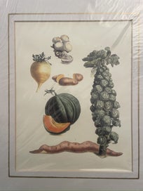 Listing 6 of 7 for Belle Maison Botanical Lithograph Prints