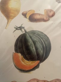 Listing 4 of 7 for Belle Maison Botanical Lithograph Prints