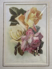 Listing 3 of 7 for Botanical Chromo-Lithograph Prints