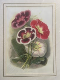 Listing 2 of 7 for Botanical Chromo-Lithograph Prints