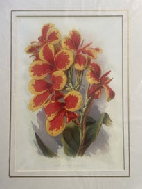 Listing 5 of 7 for Botanical Chromo-Lithograph Prints