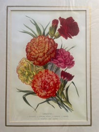 Listing 6 of 7 for Botanical Chromo-Lithograph Prints