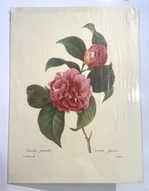 Listing 2 of 5 for Botanical Lithograph Prints