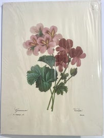 Listing 3 of 5 for Botanical Lithograph Prints