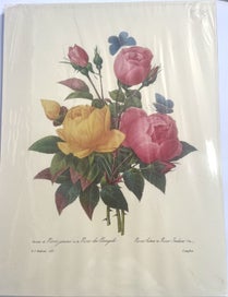 Listing 4 of 5 for Botanical Lithograph Prints