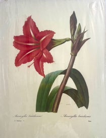 Listing 5 of 5 for Botanical Lithograph Prints