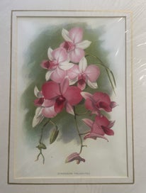 Listing 4 of 7 for Botanical Chromo-Lithograph Prints