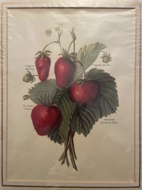 Listing 2 of 5 for Botanical Chromolithographs Stone Fruit