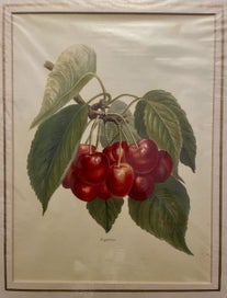Listing 3 of 5 for Botanical Chromolithographs Stone Fruit