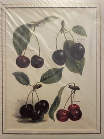 Listing 4 of 5 for Botanical Chromolithographs Stone Fruit
