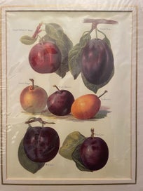 Listing 5 of 5 for Botanical Chromolithographs Stone Fruit