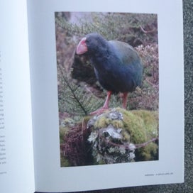 Listing 4 of 14 for Takahe: Bird of Dreams by Alison Ballance. Hardback Dust Jacket 2023