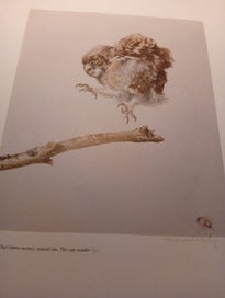 Listing 5 of 8 for Rare edition of Raymond Ching Book of Birds
