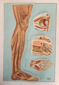 Listing 5 of 5 for Domestic Medical Practice -1943