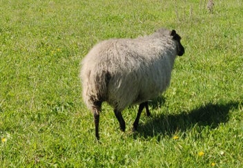 Listing 3 of 6 for ORGANIC Wool - Natural Grey - Carded - 1kg
