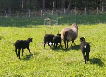 Listing 4 of 6 for ORGANIC Wool - Natural Grey - Carded - 1kg