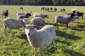 Listing 6 of 6 for ORGANIC Wool - Natural Grey - Carded - 1kg