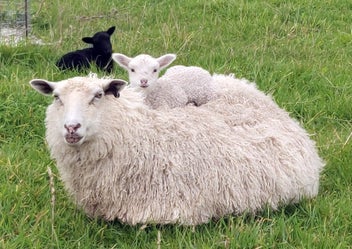 Listing 2 of 5 for ORGANIC Wool - White - Carded - 1kg