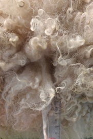 Listing 5 of 5 for ORGANIC Wool - White - Carded - 1kg