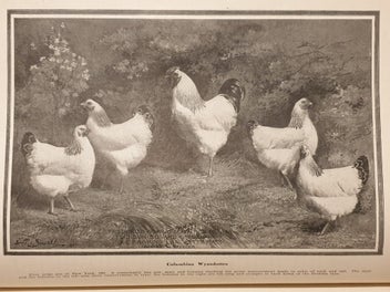 Listing 6 of 19 for Very Rare 1910 First Edition Poultry Book. The Wyandottes; J.H Drevenstedt