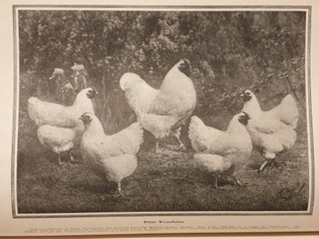 Listing 8 of 19 for Very Rare 1910 First Edition Poultry Book. The Wyandottes; J.H Drevenstedt