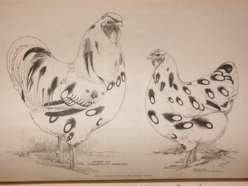 Listing 9 of 19 for Very Rare 1910 First Edition Poultry Book. The Wyandottes; J.H Drevenstedt
