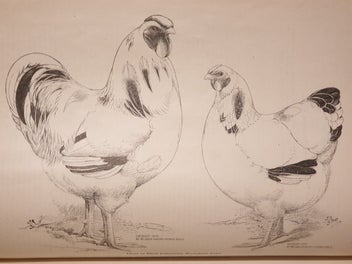 Listing 10 of 19 for Very Rare 1910 First Edition Poultry Book. The Wyandottes; J.H Drevenstedt