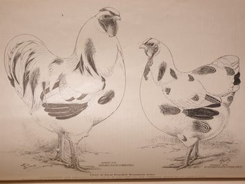 Listing 11 of 19 for Very Rare 1910 First Edition Poultry Book. The Wyandottes; J.H Drevenstedt