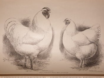 Listing 12 of 19 for Very Rare 1910 First Edition Poultry Book. The Wyandottes; J.H Drevenstedt