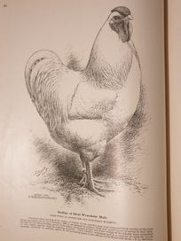 Listing 13 of 19 for Very Rare 1910 First Edition Poultry Book. The Wyandottes; J.H Drevenstedt