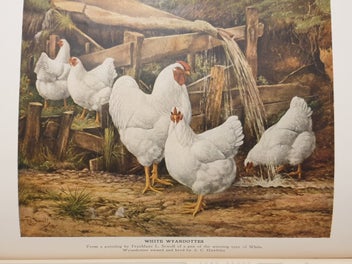 Listing 16 of 19 for Very Rare 1910 First Edition Poultry Book. The Wyandottes; J.H Drevenstedt