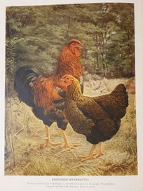 Listing 17 of 19 for Very Rare 1910 First Edition Poultry Book. The Wyandottes; J.H Drevenstedt