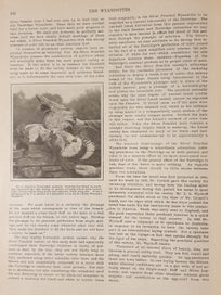 Listing 18 of 19 for Very Rare 1910 First Edition Poultry Book. The Wyandottes; J.H Drevenstedt