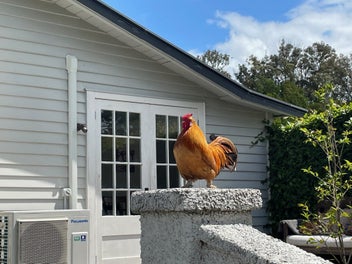 Listing 11 of 13 for Introducing the Adventures of Marge the Rooster and friends book series