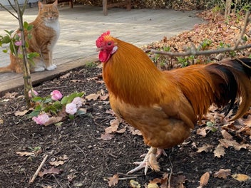 Listing 12 of 13 for Introducing the Adventures of Marge the Rooster and friends book series