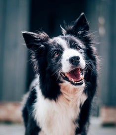 Established NZ Pet Product Brand – National Retail Distribution