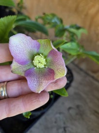Halabore Hellebores for Sale