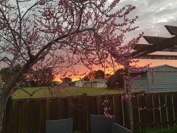 6 Rimu Street, Morrinsville