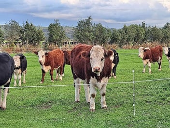 43 Carrs Road, Urenui, Urenui