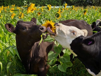 48 Gardiners Road, Starvation Hill, Oxford