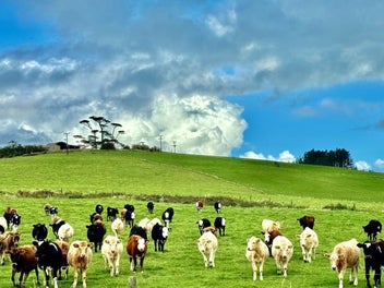 415 Mangatu Road, Donnellys Crossing, Donnellys Crossing