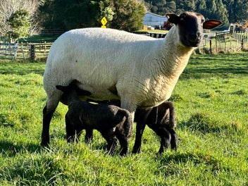 124 Kanohi Road, Kaukapakapa, Kaukapakapa