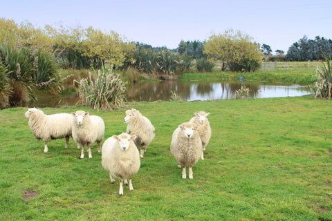 170 Wilcox Road, Seaward Bush, Invercargill