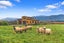 1375 Clayton Road, Ashwick Flat, Fairlie - Carousel 19