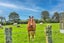 1928 State Highway 3, Maxwell, Whanganui - Carousel 20