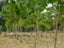 587 Gladstone Road, Gladstone - Carousel 15