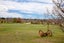 1 Paulin Road, Earnscleugh, Alexandra - Carousel 13